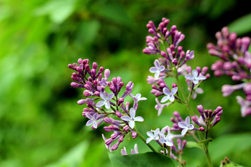 Lilac flowers