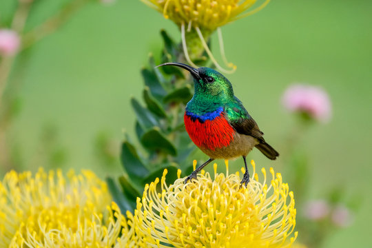 Double Collard Sunbird sipping from Yellow Pincushion Protea Flower