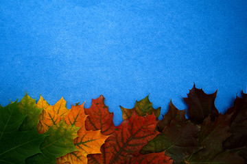 colored maple leaves lie on a blue background, top view