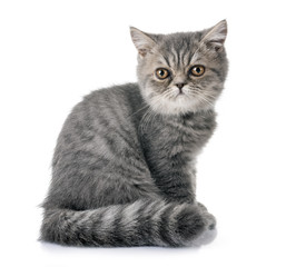 exotic shorthair kitten