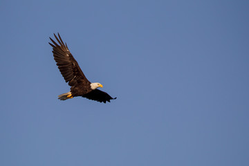 Weißkopfseeadler (Haliaeetus leucocephalus) im Flug über Port Renfrew auf Vancouver Island, British Columbia, Kanada.