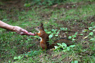 Squirrel eating