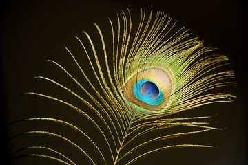 Obraz premium Peacock in Golden Hour