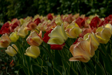 Netherlands,Lisse, a close up of a flower