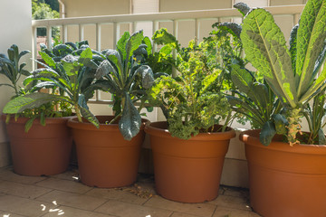 Organic heirloom Tuscan and Curly Kale edible plants with rich dark green leaves with fibrous texture growing in a pot on a balcony as a part of urban gardening project on a sunny summer day in Italy