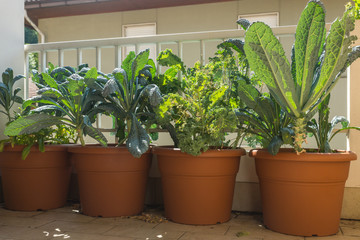 Organic heirloom Tuscan and Curly Kale edible plants with rich dark green leaves with fibrous texture growing in a pot on a balcony as a part of urban gardening project on a sunny summer day in Italy