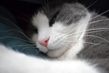 A gray cat with a white snout lies on pillows. Close-up.