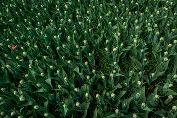 Netherlands,Lisse, a close up of a green plant