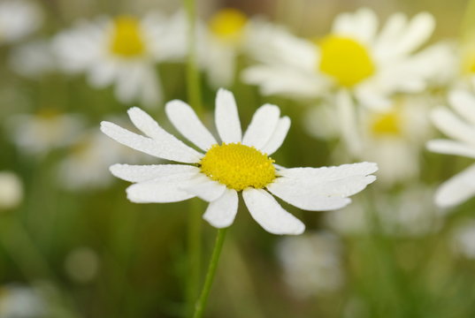 Chamomile flower with water drops on petals close - up in sunlight