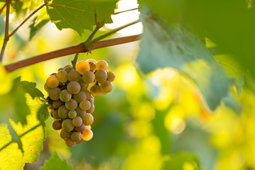 Bunch of grapes on a vineyard during sunset.