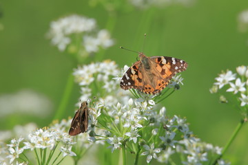 ヒメアカタテハ　Painted Lady