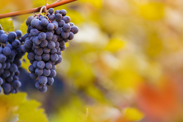 Bunch of grapes on a vineyard during sunset.