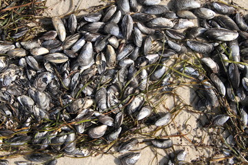 Miesmuscheln am Strand 1