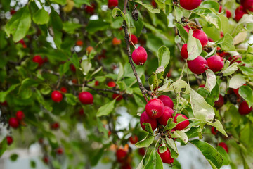 Plumleaf crab apple, soft focus