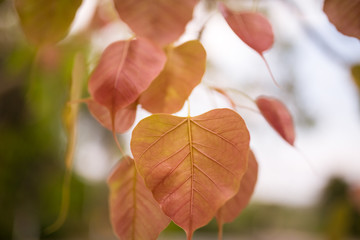 the heart -shaped leaves