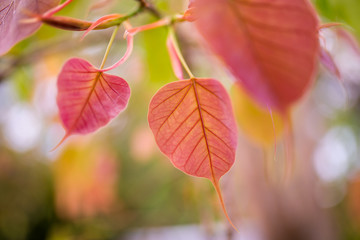 the heart -shaped leaves