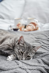 Grey cute cat lying on bed