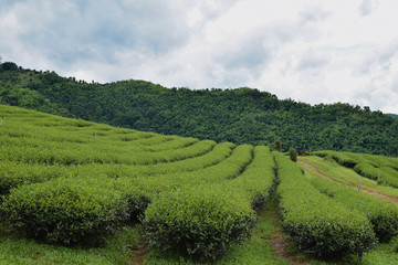 Fototapeta na wymiar Green tea plantation Agriculture Landscape Nature Background Northern Thailand