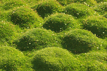 moss cushions in sunlight