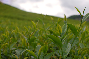 Fototapeta premium Tea plant Close up Fresh leaves bud Tea plantation Agriculture Landscape Nature Background Northern Thailand Copy space