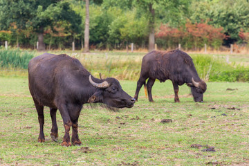 Naklejka na ściany i meble Two water buffaloes grazing in dutch meadow