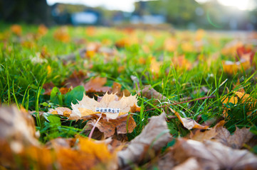 Autumn leaves on the grass. Inscription in German