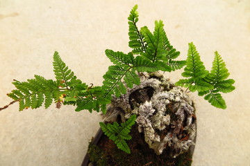 トキワシノブ（シダ植物）