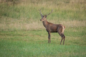 Portrait male Red Deer (cervus elaphus)