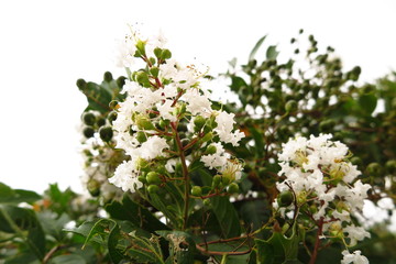 白いサルスベリの花