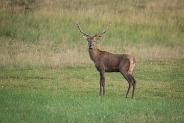 Portrait male Red Deer (cervus elaphus)