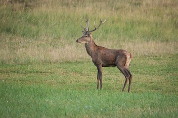Portrait male Red Deer (cervus elaphus)