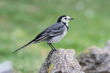 White Wagtail, Pied Wagtails, Wagtails, Motacilla alba
