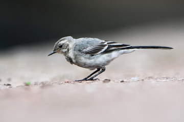 White Wagtail, Pied Wagtails, Wagtails, Motacilla alba