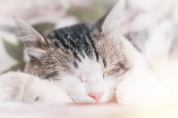 Cute sleeping cat, photographed close, background blurred