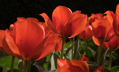 Netherlands,Lisse, a close up of a flower