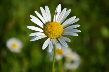 Fototapeta premium daisies and field herbs