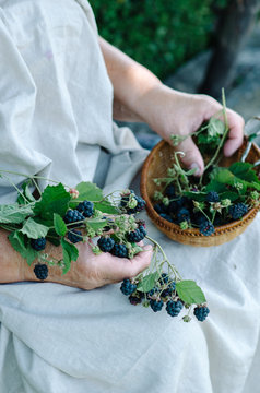 Hand picking blackberries in rustic style