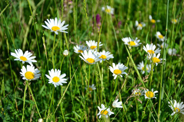 Fototapeta premium daisies and field herbs