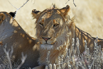 junger Löwe (panthera leo) im Etosha Nationalpark in Namibia