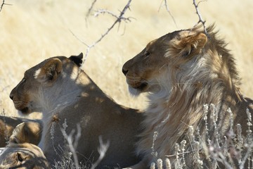 Löwen (panthera leo) im Etosha Nationalpark in Namibia