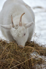 a white goat eats hay