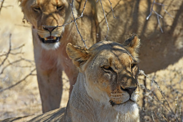 Löwin (Panthera leo) bei der Mittagsruhe im Etosha Nationalpark (Namibia)