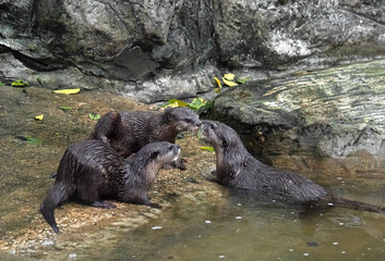 Close up Three Wet Otters on Nature Background