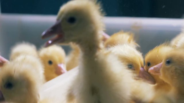 Recently born ducks are squeaking and bustling