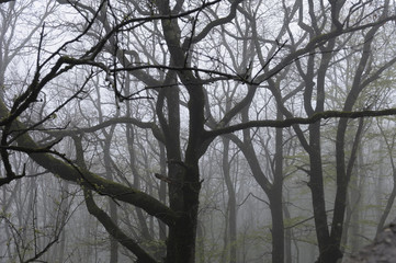 trees in fog