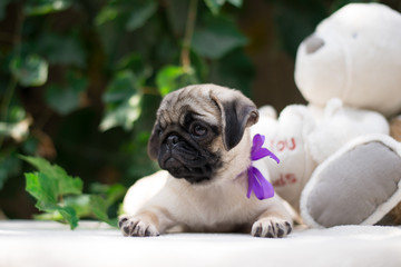 Puppy of a pug 3 months old