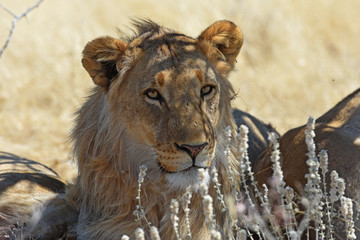 junger Löwe (panthera leo) im Etosha Nationalpark in Namibia