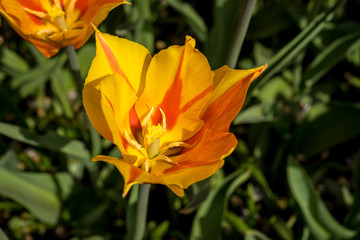 Netherlands,Lisse, a yellow flower with green leaves
