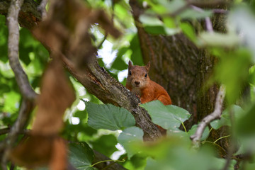 red squirrel on a tree