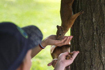 feeding squirrels